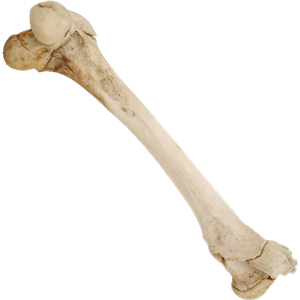 Bone PNG-46823